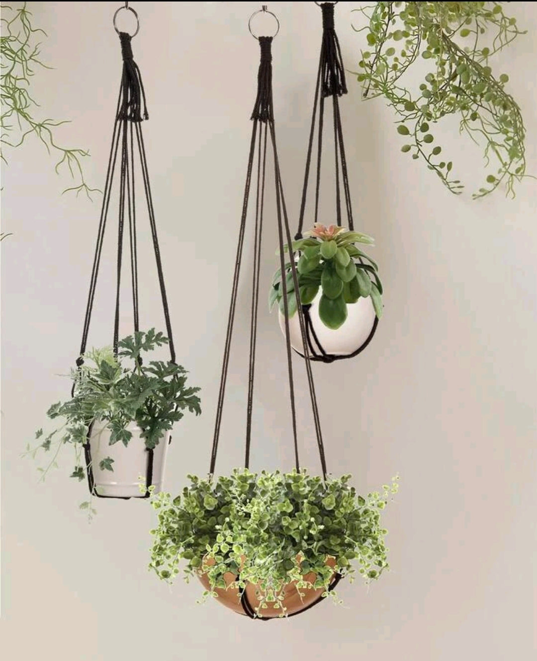 Plant Hanger